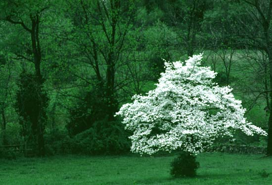 Dogwood+tree+facts+for+kids