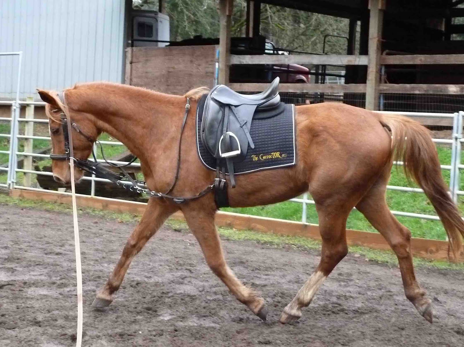 Muscle Build Up Feed For Horses Muscle Build Up Feed For Horses