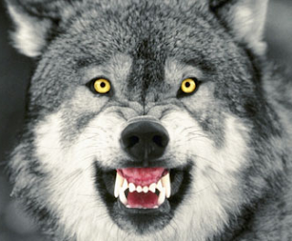the boy who cried wolf