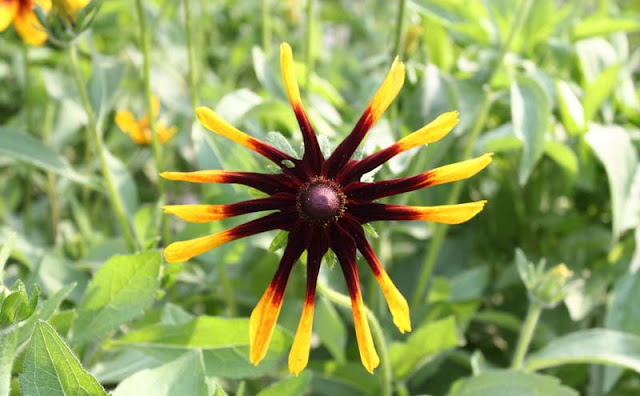 Rudbeckia Hirta Flowers Pictures