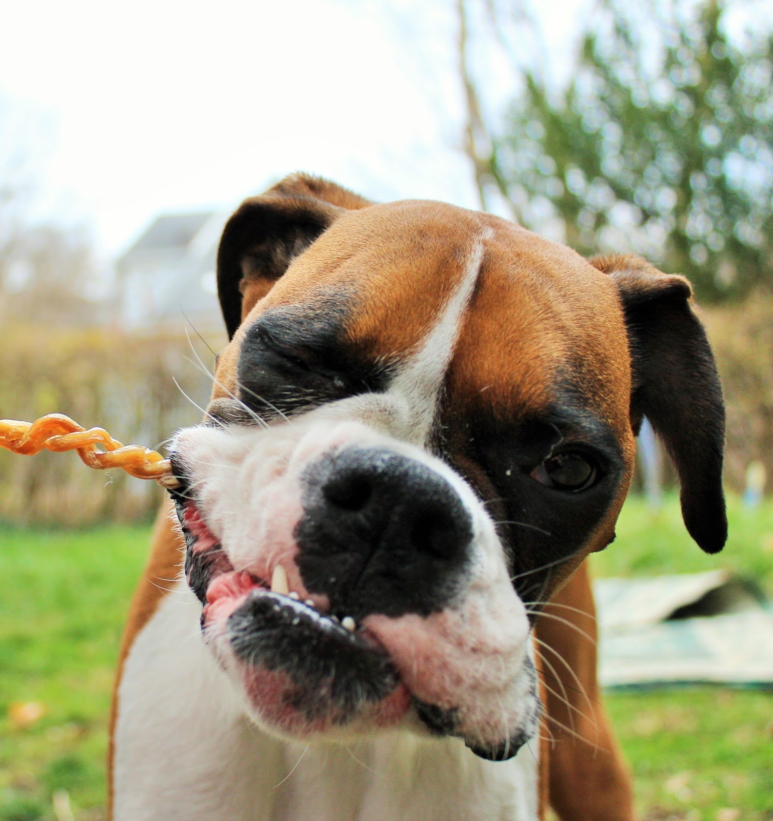 Dog Madness Alle's Tongue & Taste Buds Are Twisting In Delight Over
