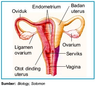 Uterus adalah bagian alat kelamin wanita yang berfungsi sebagai tempat