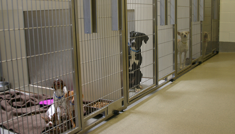 Wildomar Rap A Tour Of Animal Friends Of The Valleys