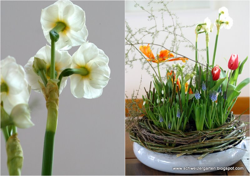 Ein Schweizer Garten: Frühlingswiesen
