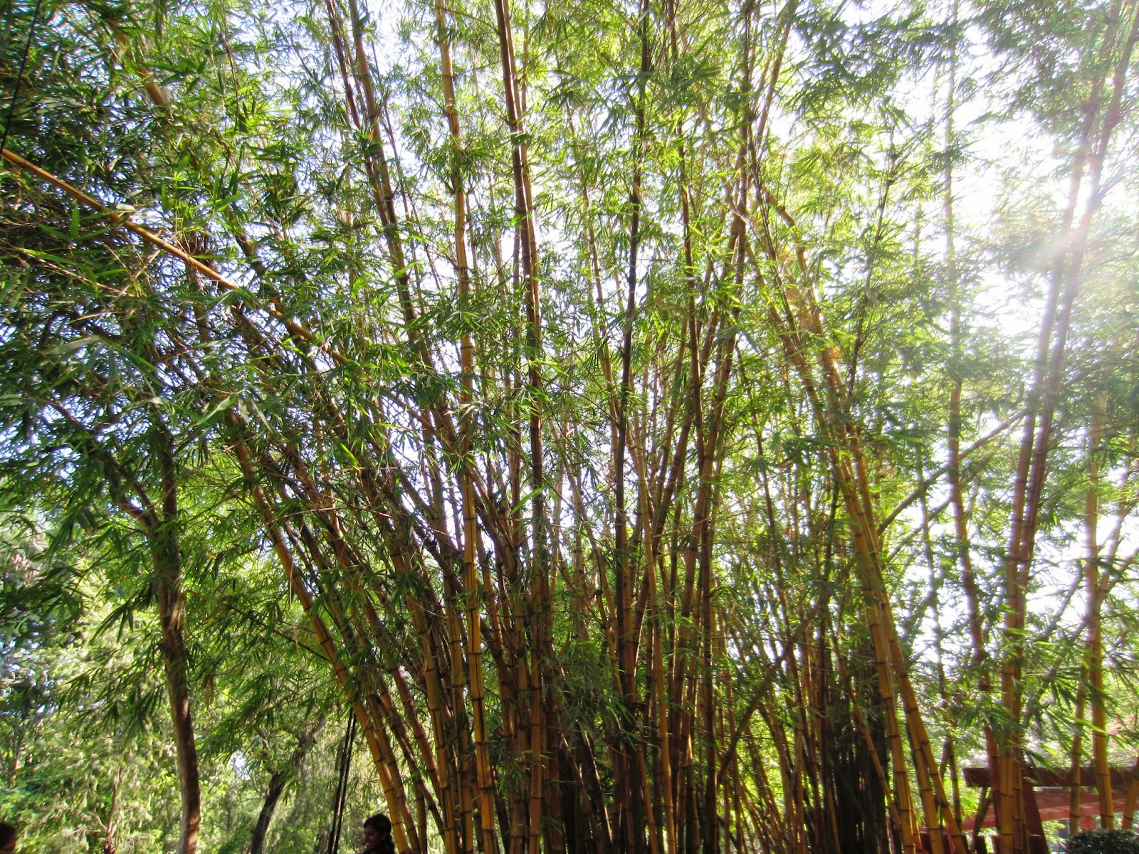 Bamboo Bamboo