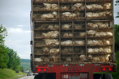 cruel conditions for chicken farming transportation cramped