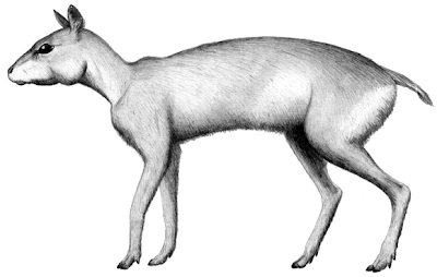notungulata en argentina Paedotherium