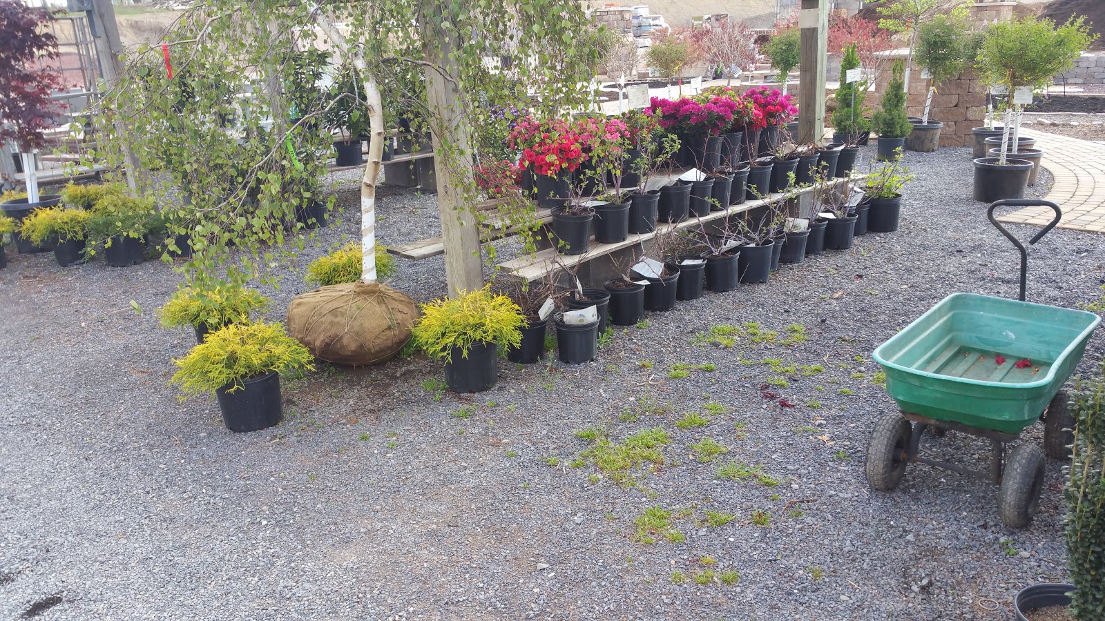 TURBOTVILLE LANDSCAPE AND SUPPLY Flowers