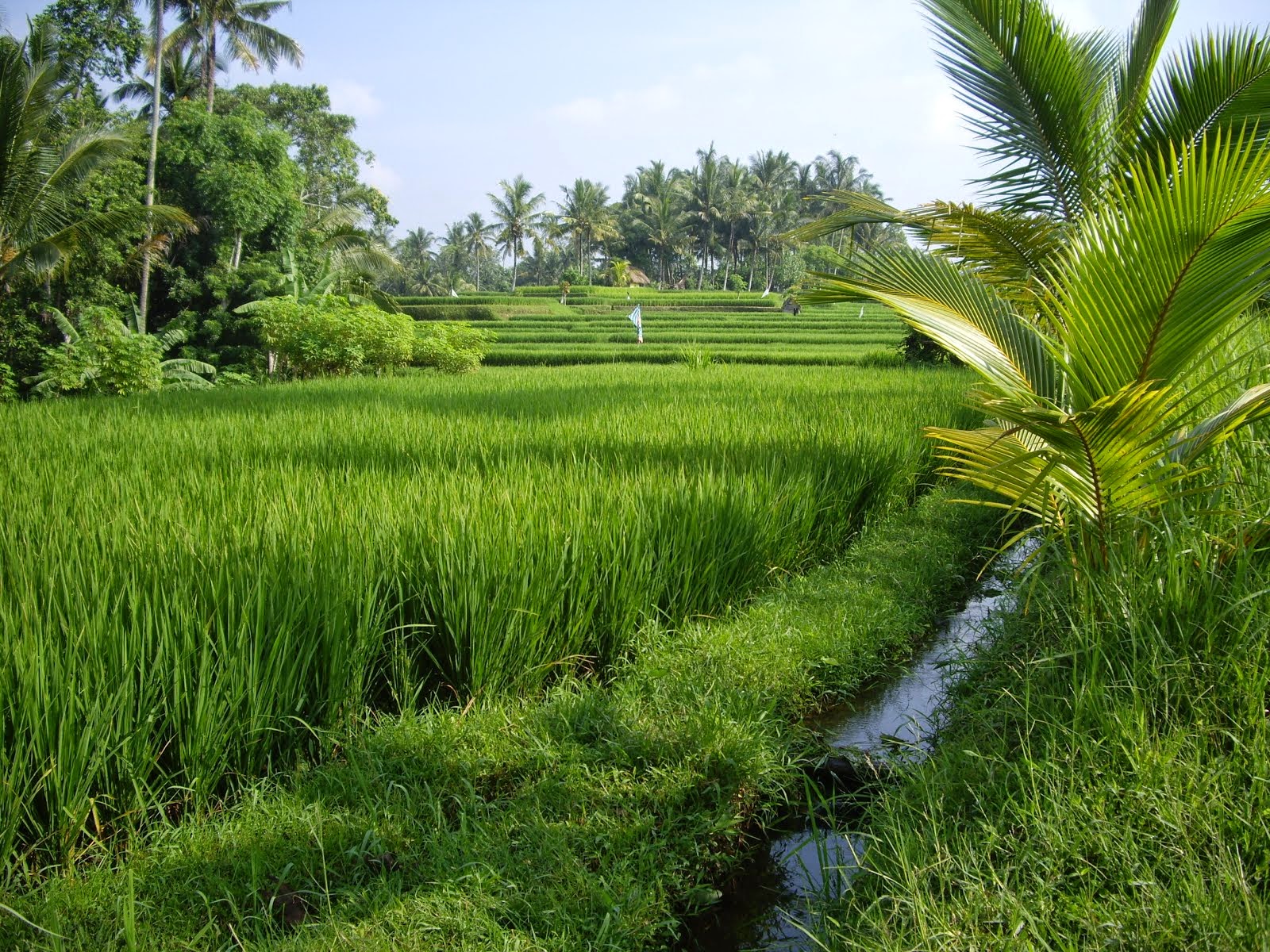 RICE FIELDS OF BALI--LEGENDARY BEAUTY AND PEACE. THE ANCIENT PATRIMONY OF THE LANDED BALINESE