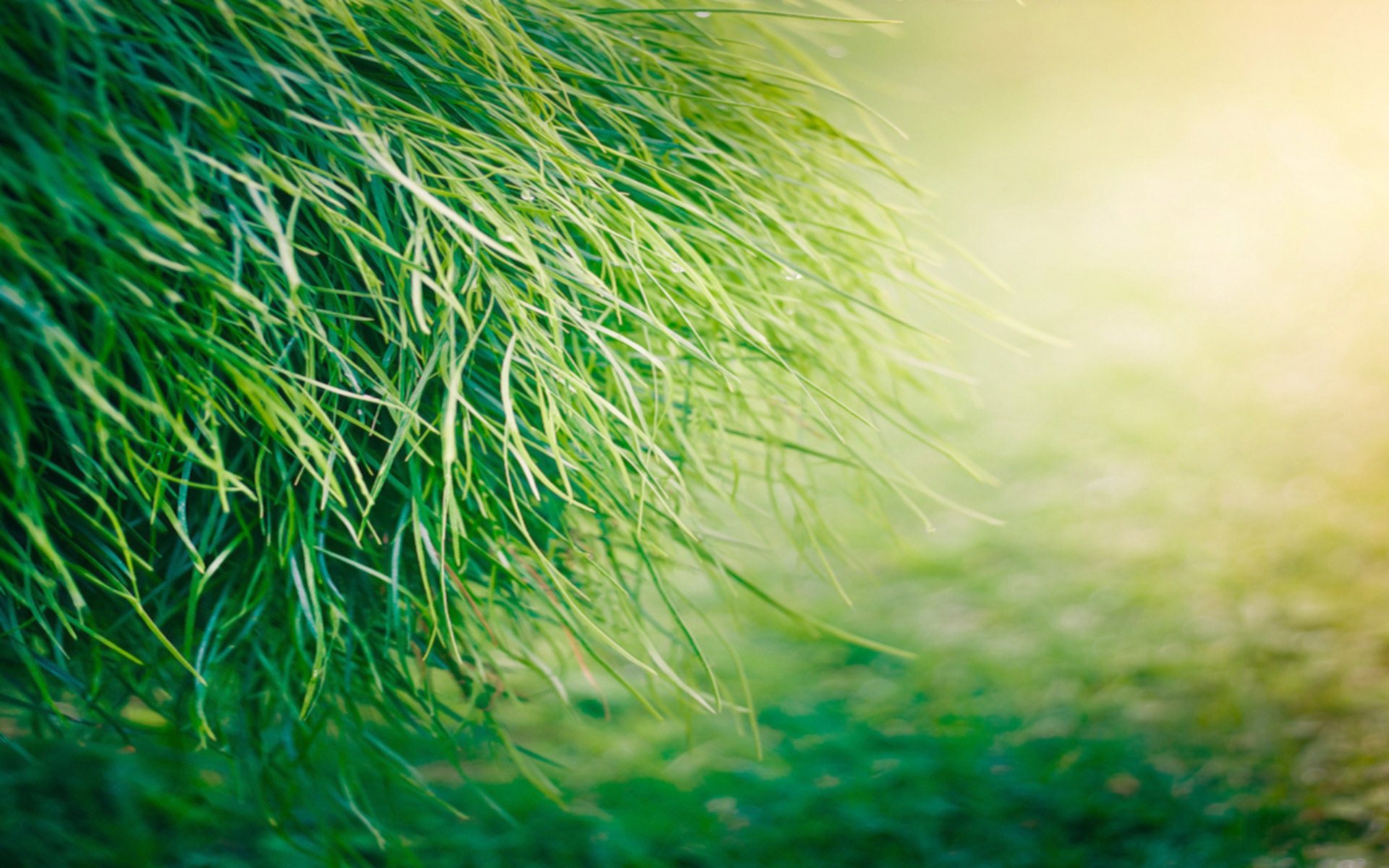 Beautiful Green Grass | HD Wallpapers
