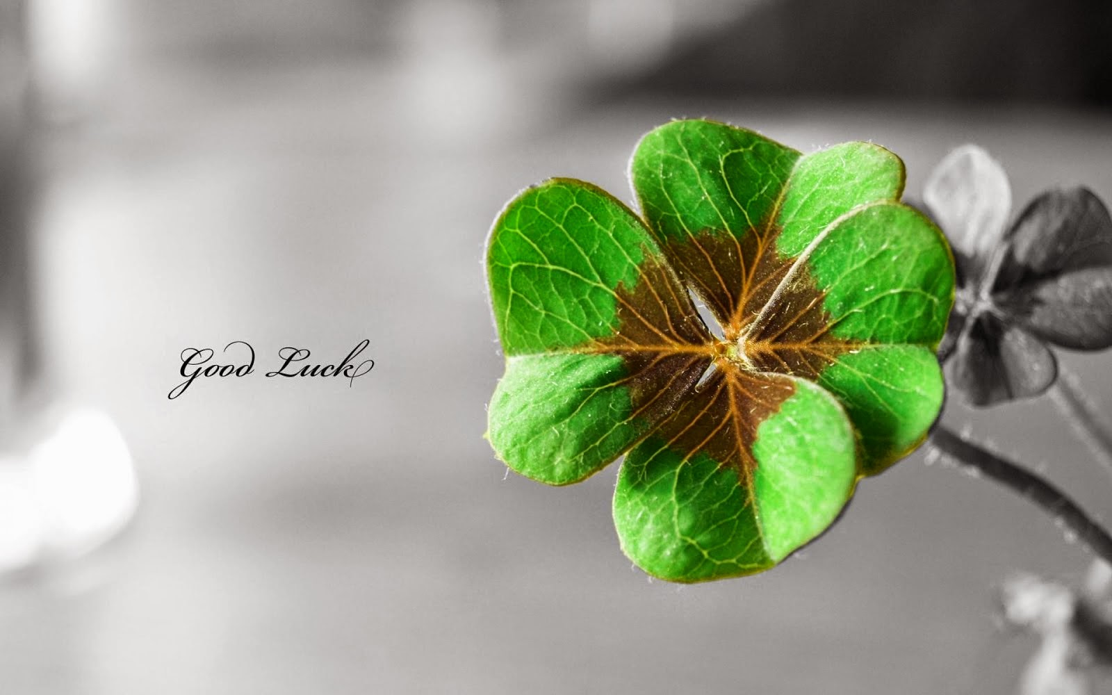 Four-Leaf Clover