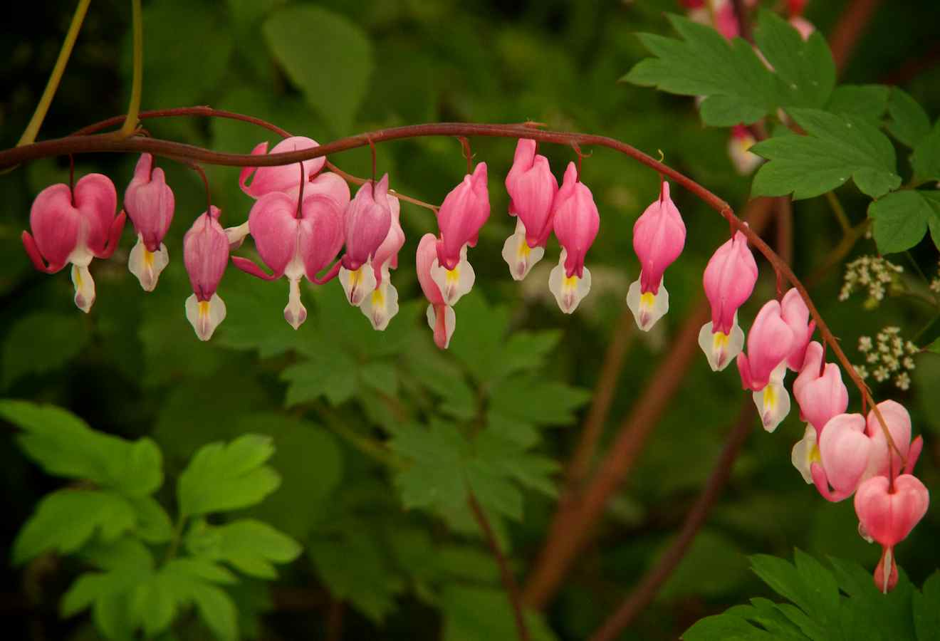 Photographer's Garden Dicentra or Lamprocapnos spectabilis