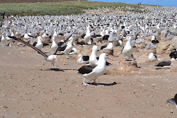 Albatross runway
