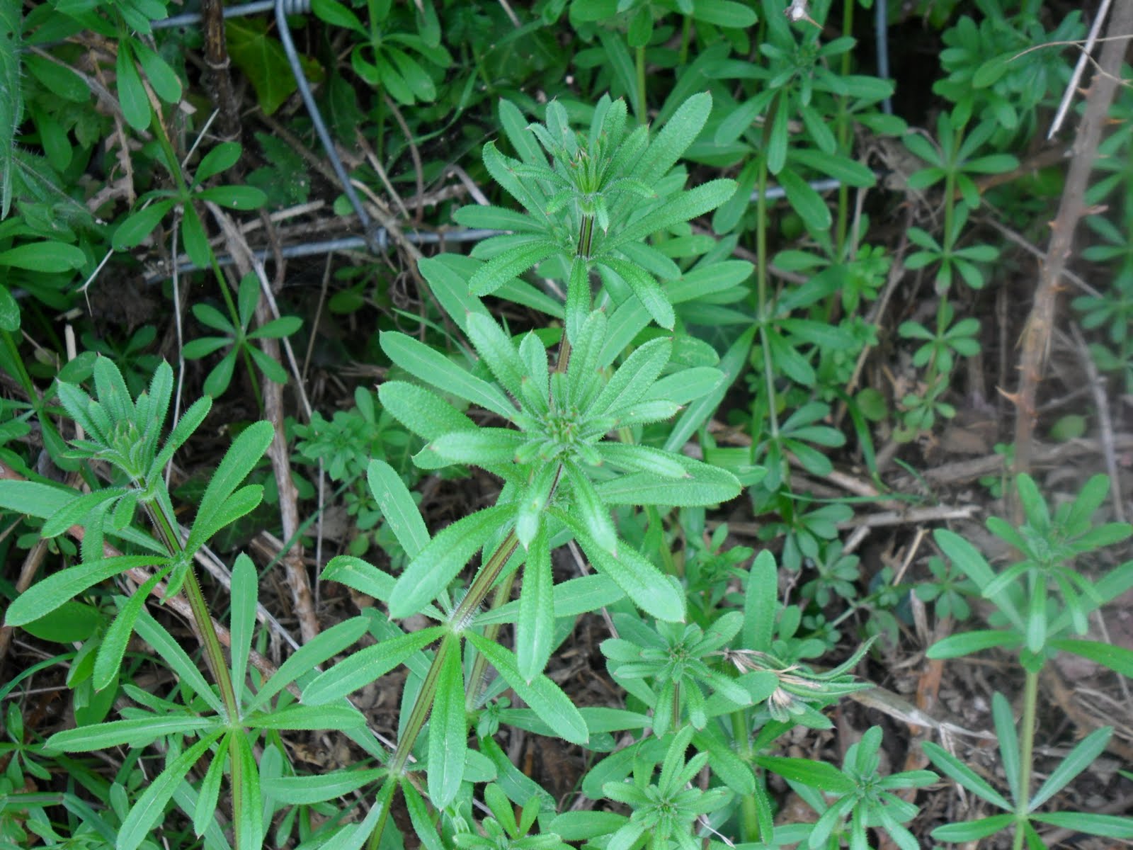 gone wild galium aparine