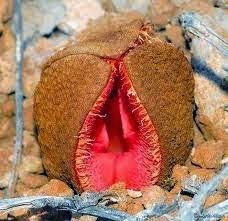 Plantas e flores obcenas Plantas e flores obcenas