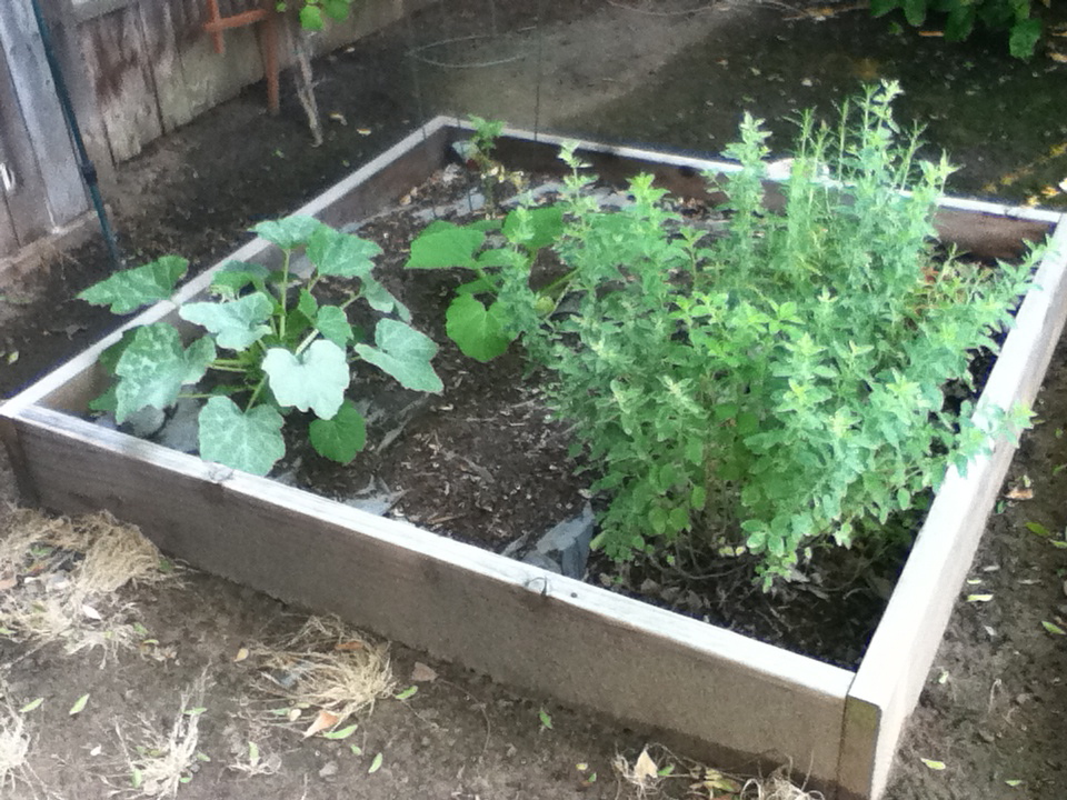 The Blue Room Veggie Patch