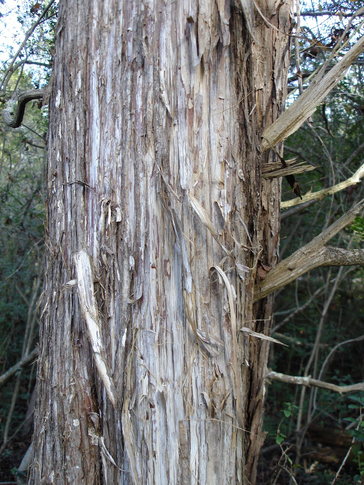 Cedar Tree Identification vrogue.co