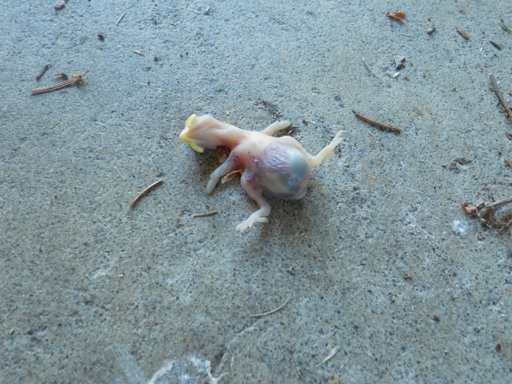 Snacking Squirrel R.I.P. Baby Bird