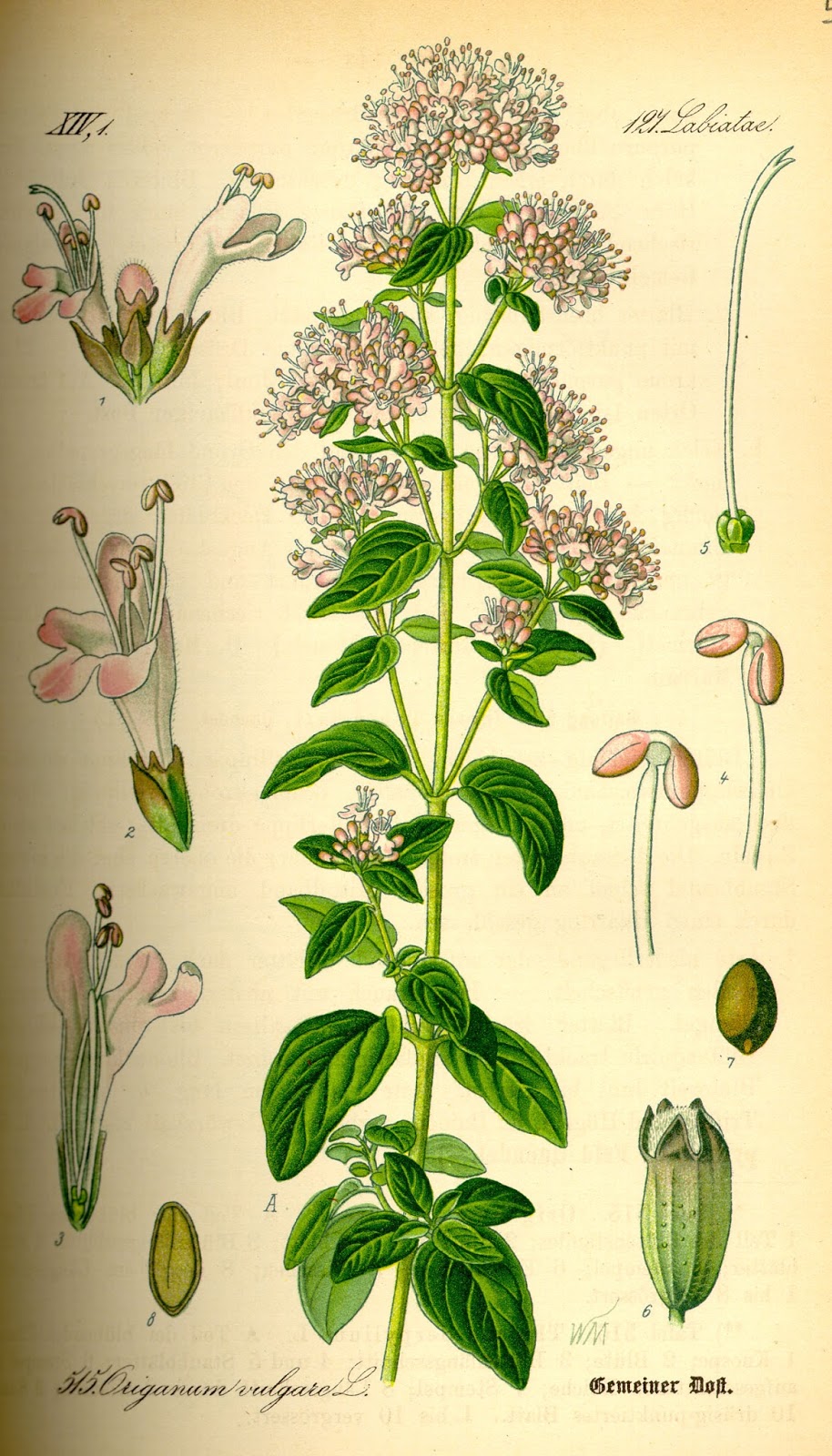 Historical Hussies Herbs in Medieval Medicine