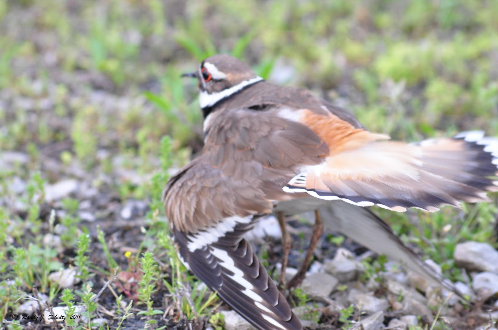 A Walk In The Woods Killdeer!