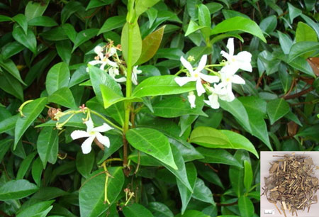 Chinese starjasmine (Luoshiteng)