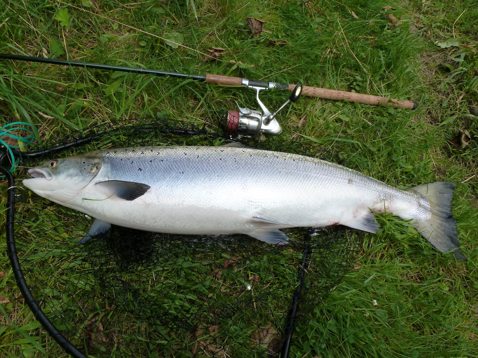 Salmon Fishing Scotland. Salmon Fishing Scotland Large Summer Salmon