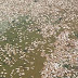 Secretaria apura causas de mortes de peixes nos lagos de Nova Mutum