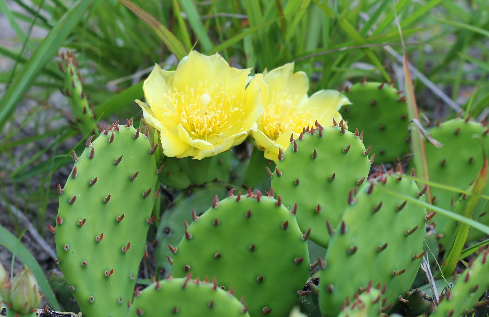 Nature on the Edge of New York City A Cactus Grows in New York Harbor
