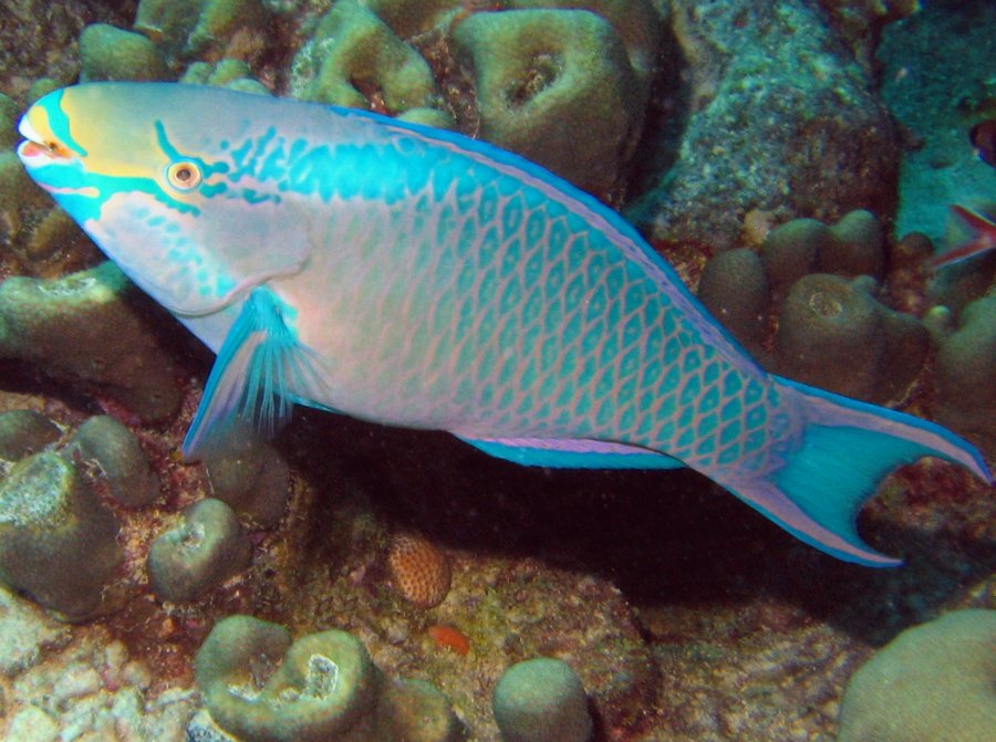 Queen Parrotfish Facts Fishes Facts