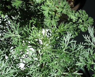 Artemisia wormwood and Pelargonium southernwood foliage