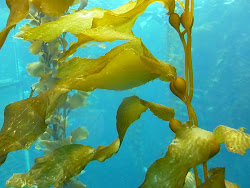 Kelp Beds