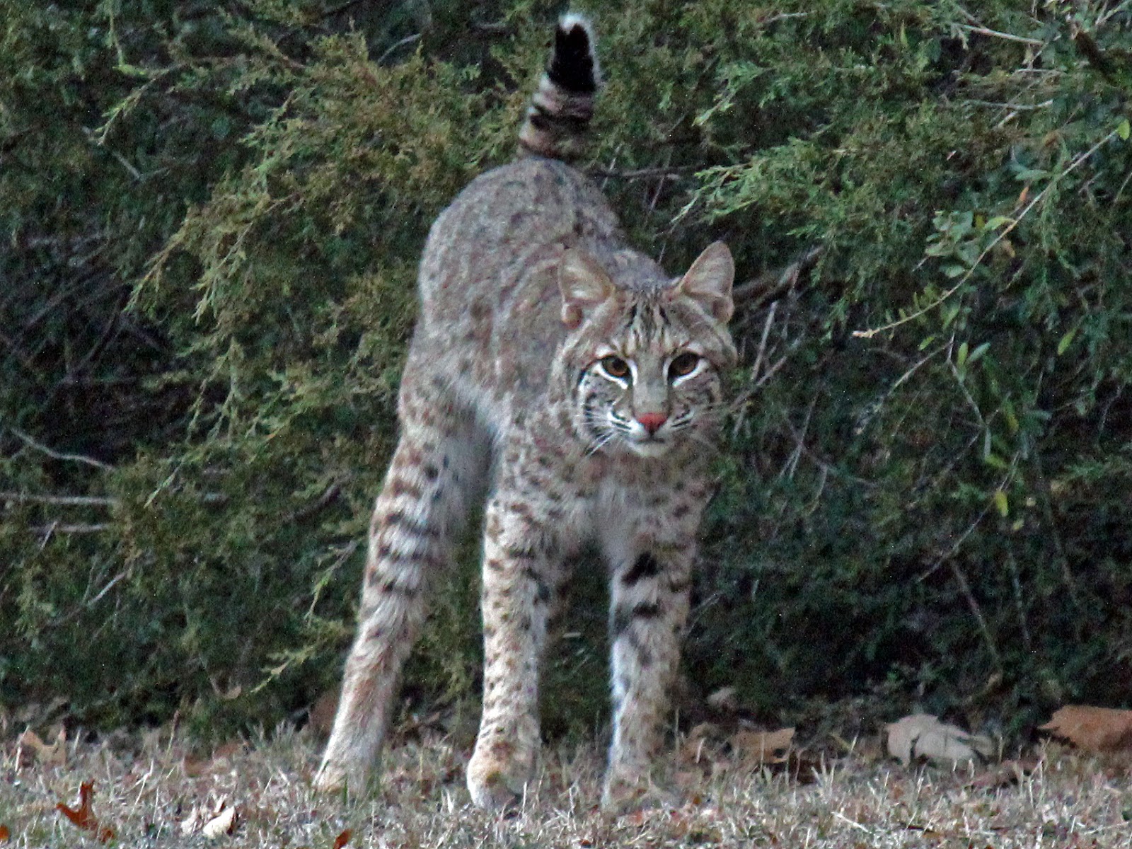 Dallas Trinity Trails Texas Winter Predators of the Dallas Woods