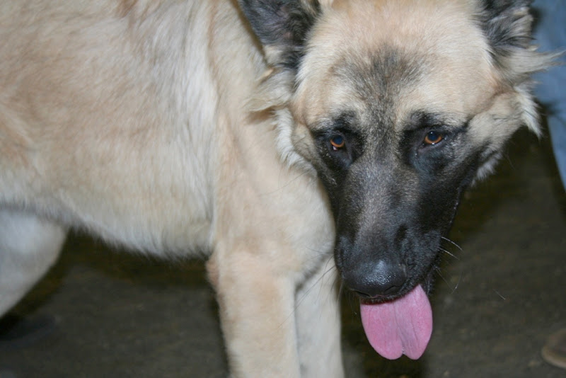 close up of the long haired shepherd mix, pretty face with tongue hanging out