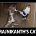 Rajnikant's CAT