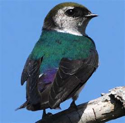 Violet-green swallow