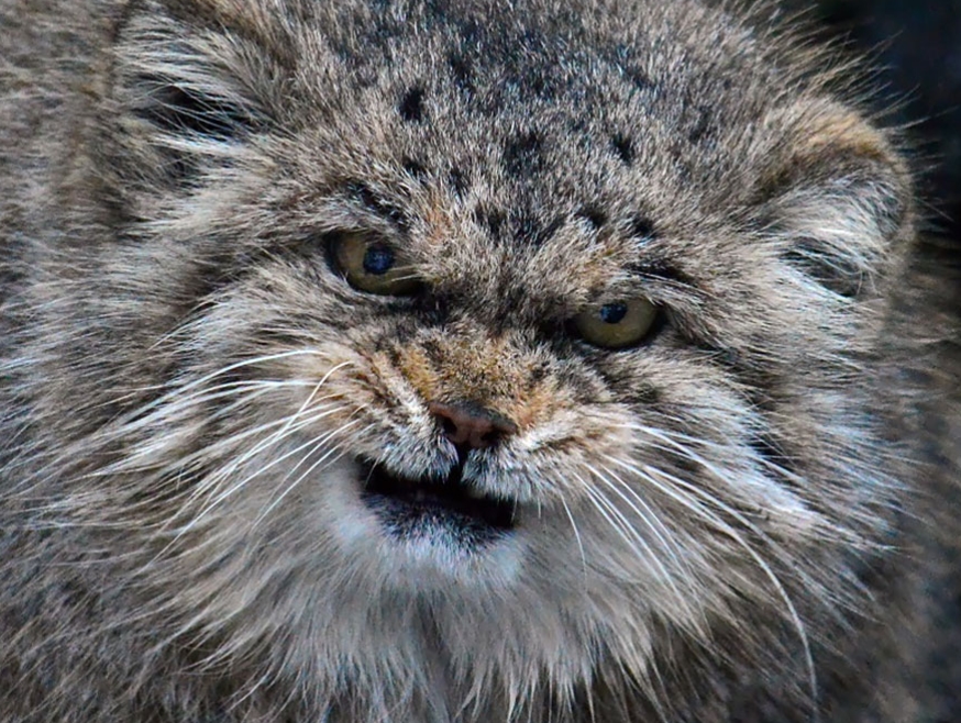 White Wolf This Mongolian Cat Is The Most Expressive Cat In The World