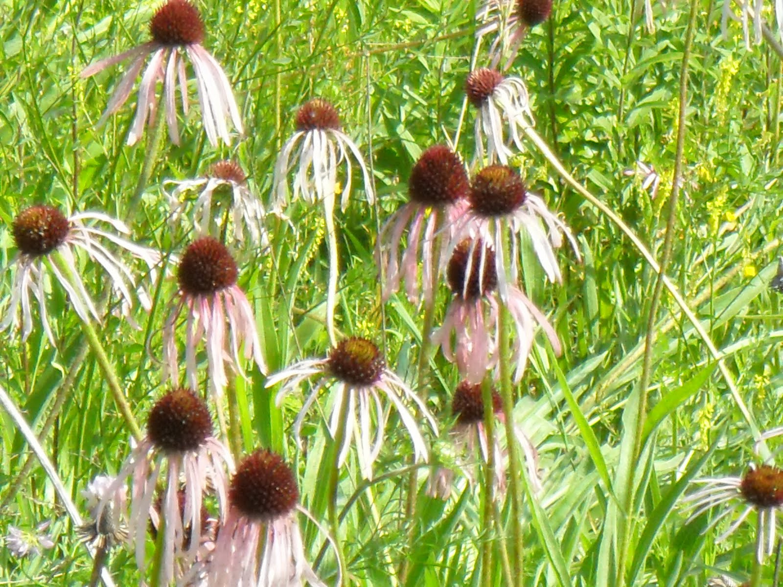 Coneflower Seeds What Do They Look Like - echinacea seeds what do they look like