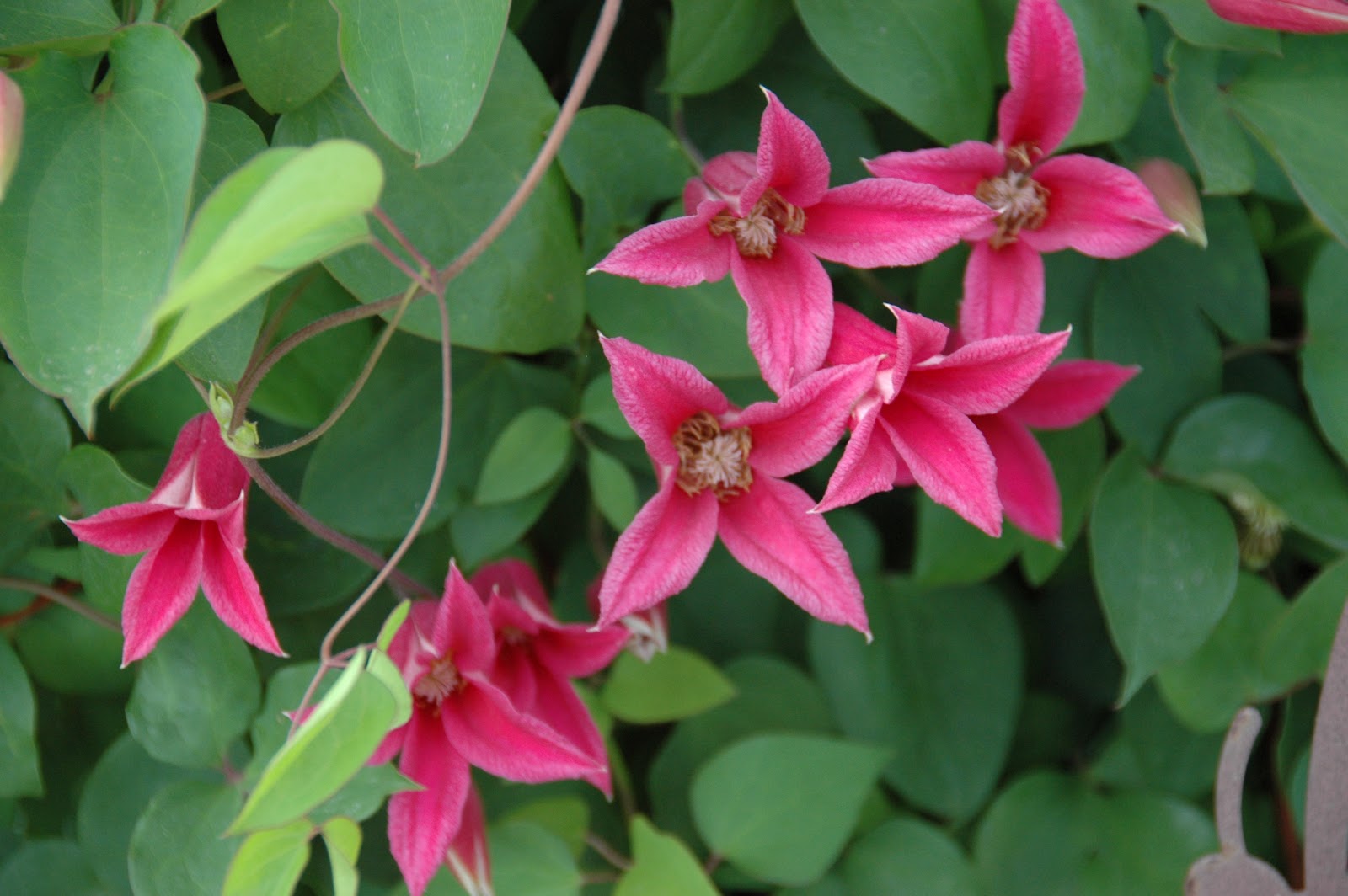 Grow.....the perfect combination of plant, sun and water Princess