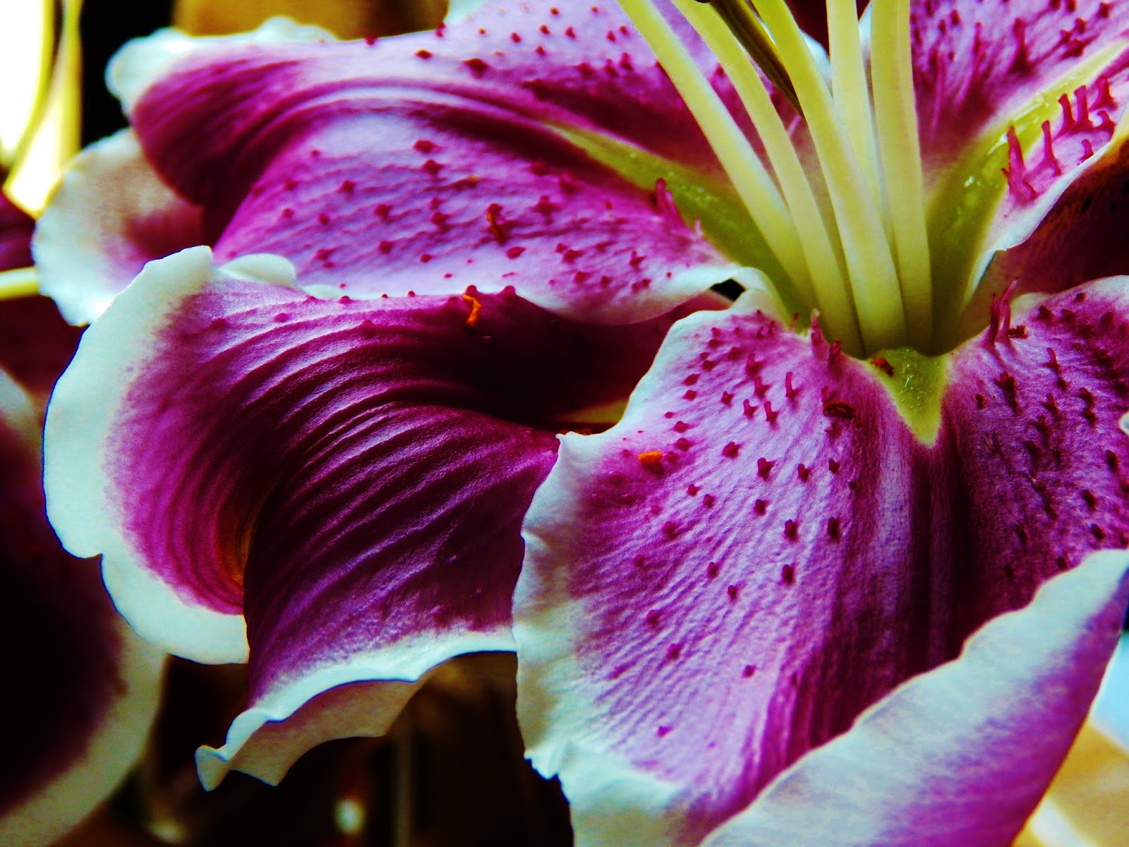 Patti Friday Stargazer Lily Danger for Cats