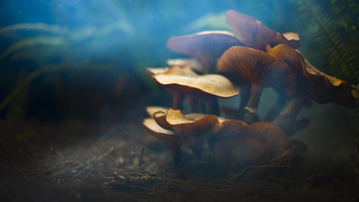 Somediffrent WALLPAPERS For nature lovers