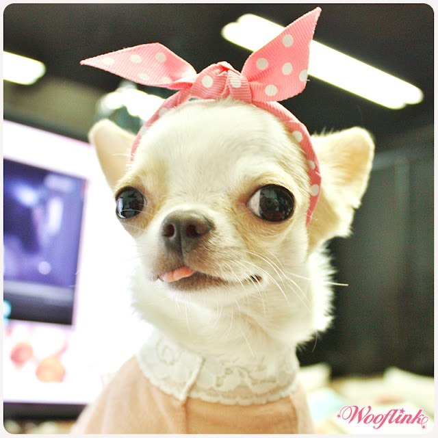 WOOFLINK Hip designer dog clothes Girly girl ♥