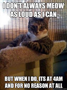 Labels: funny cat pictures (funny cat meme)