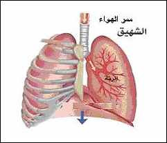 أعضاء التنفس لدى بعض الحيوانات %D8%A3%D8%B9%D8%B6%D8%A7%D8%A1+%D8%A7%D9%84%D8%AA%D9%86%D9%81%D8%B3+%D9%84%D8%AF%D9%89+%D8%A8%D8%B9%D8%B6+%D8%A7%D9%84%D8%AD%D9%8A%D9%88%D8%A7%D9%86%D8%A7%D8%AA4