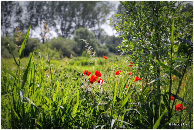 Marais audomarois - coquelicots