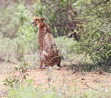 Cheetah, Kenya