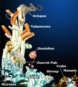 Hydrothermal Vents: The Zoarcid Fish