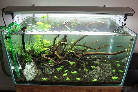 Naturel aquarium