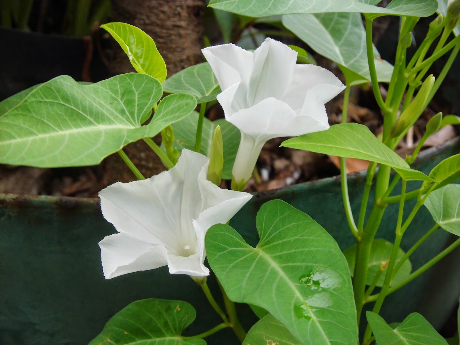 Exotic Plants in Indonesia Water Spinach Pictures Galleries