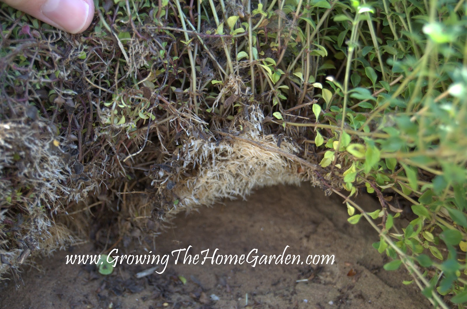 Propagating Creeping Thyme Growing The Home Garden