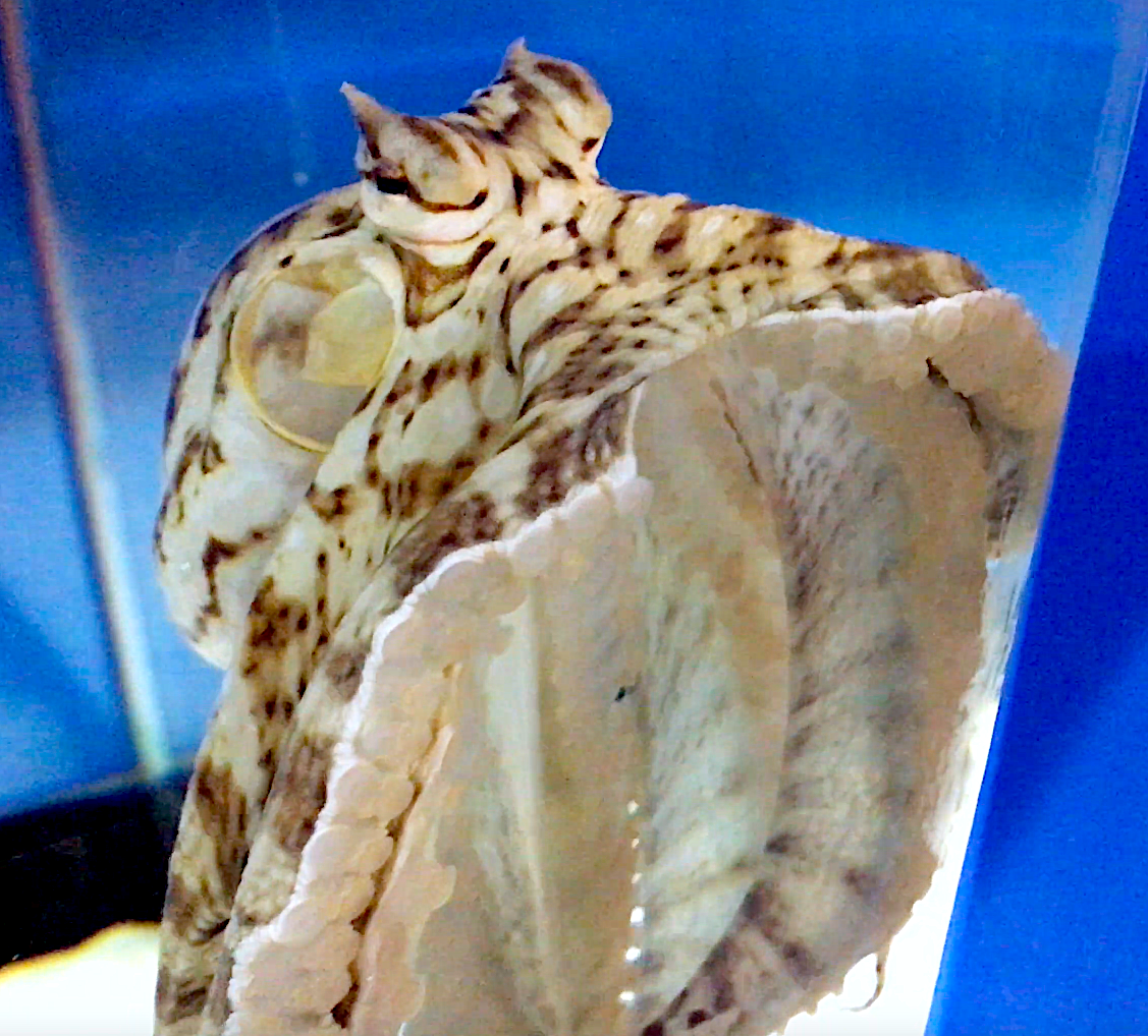 Aquarium Movies (Japan) archive 生きている魚図鑑 ミミックオクトパス Mimic octopus